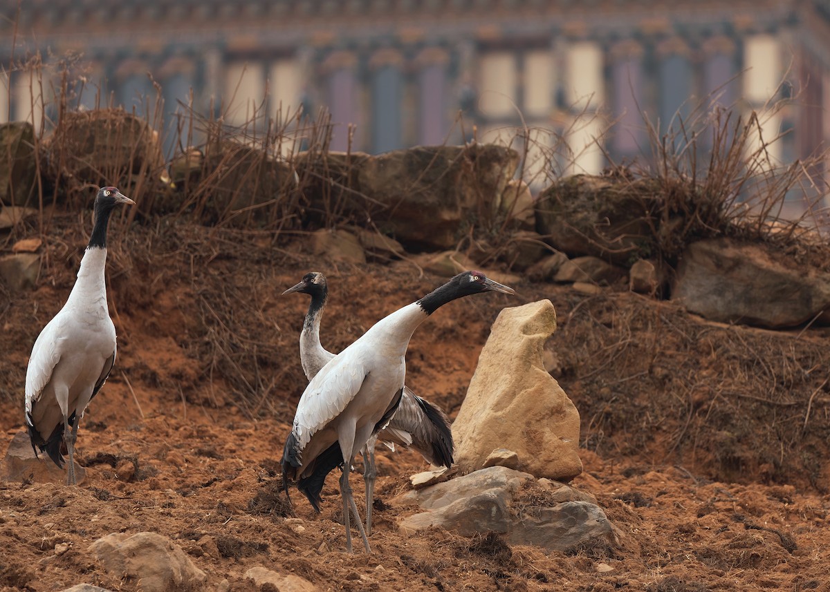 Black-necked Crane - ML624180609