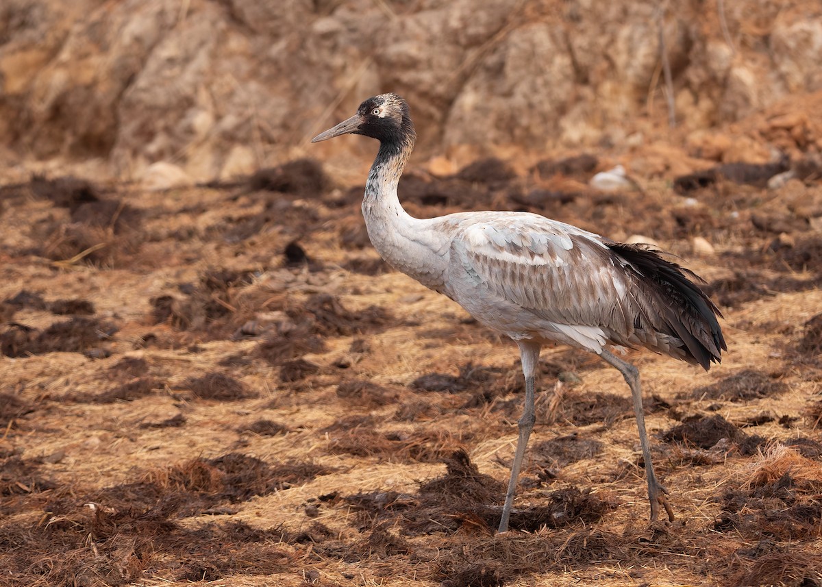 Black-necked Crane - ML624180610