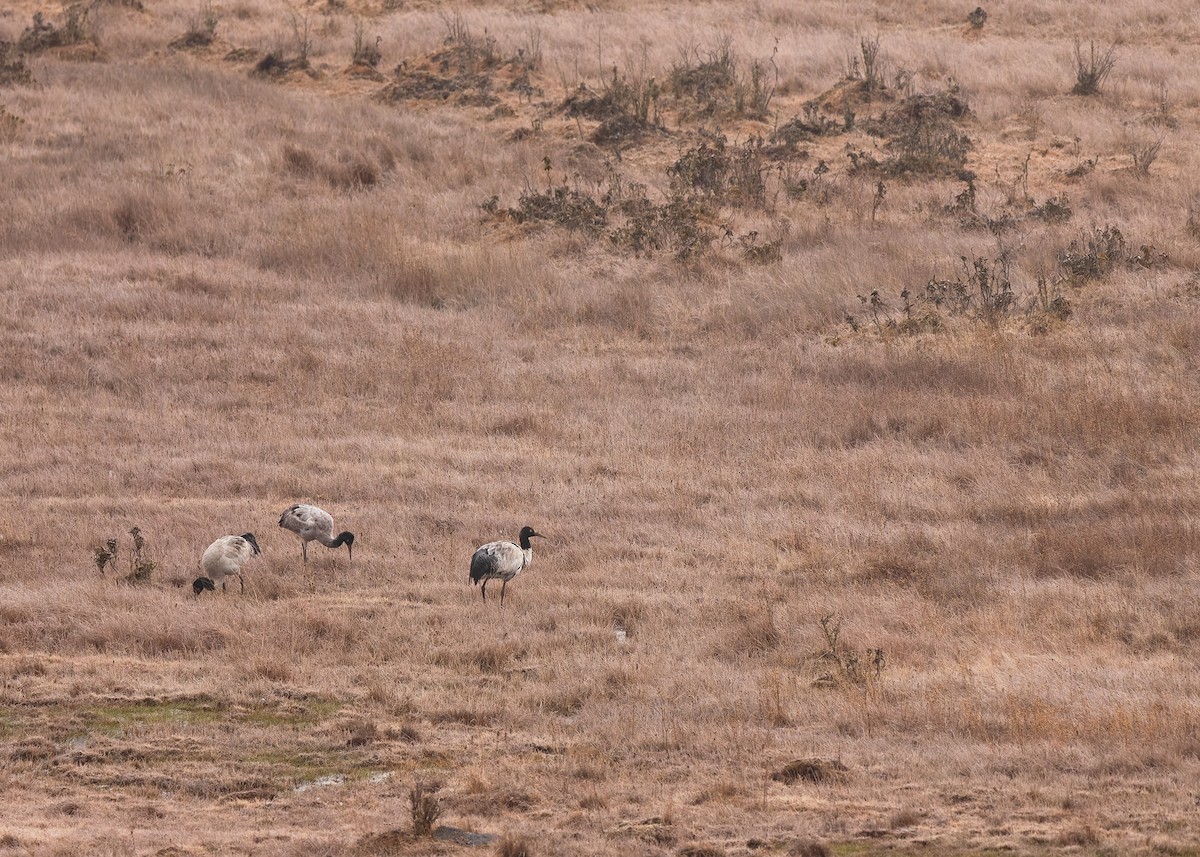 Black-necked Crane - ML624180611