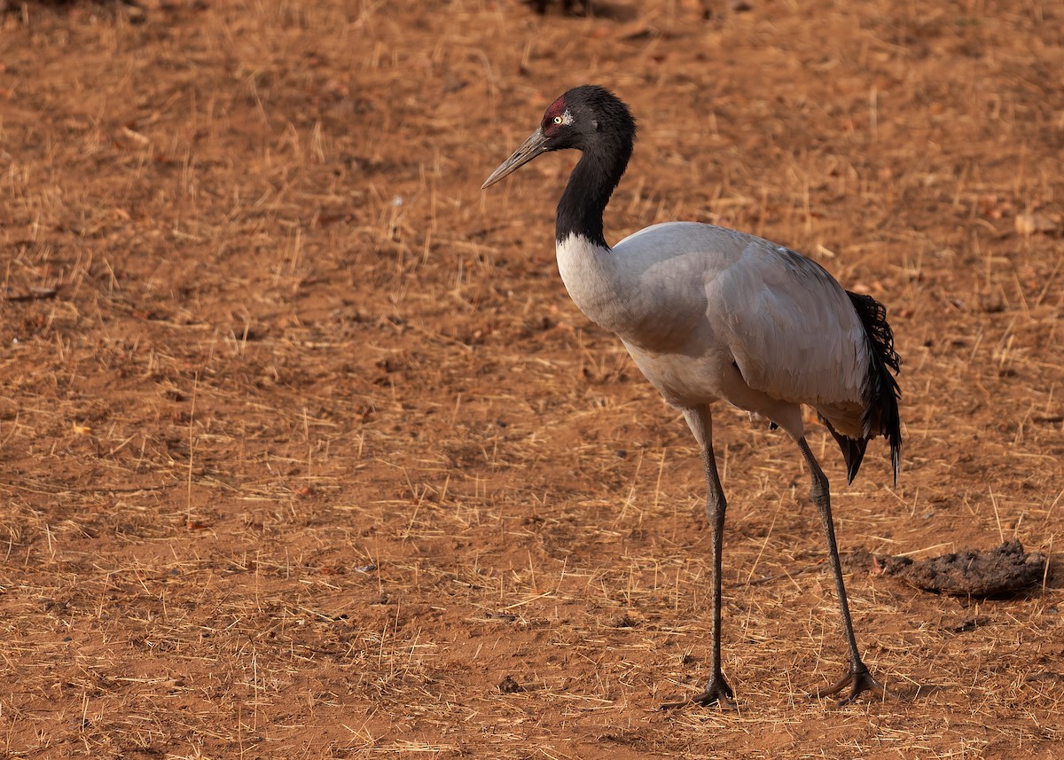 Black-necked Crane - ML624180640