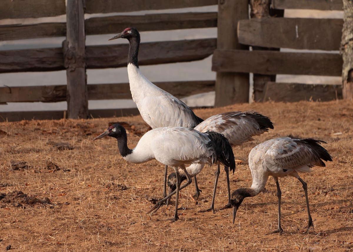 Black-necked Crane - ML624180642