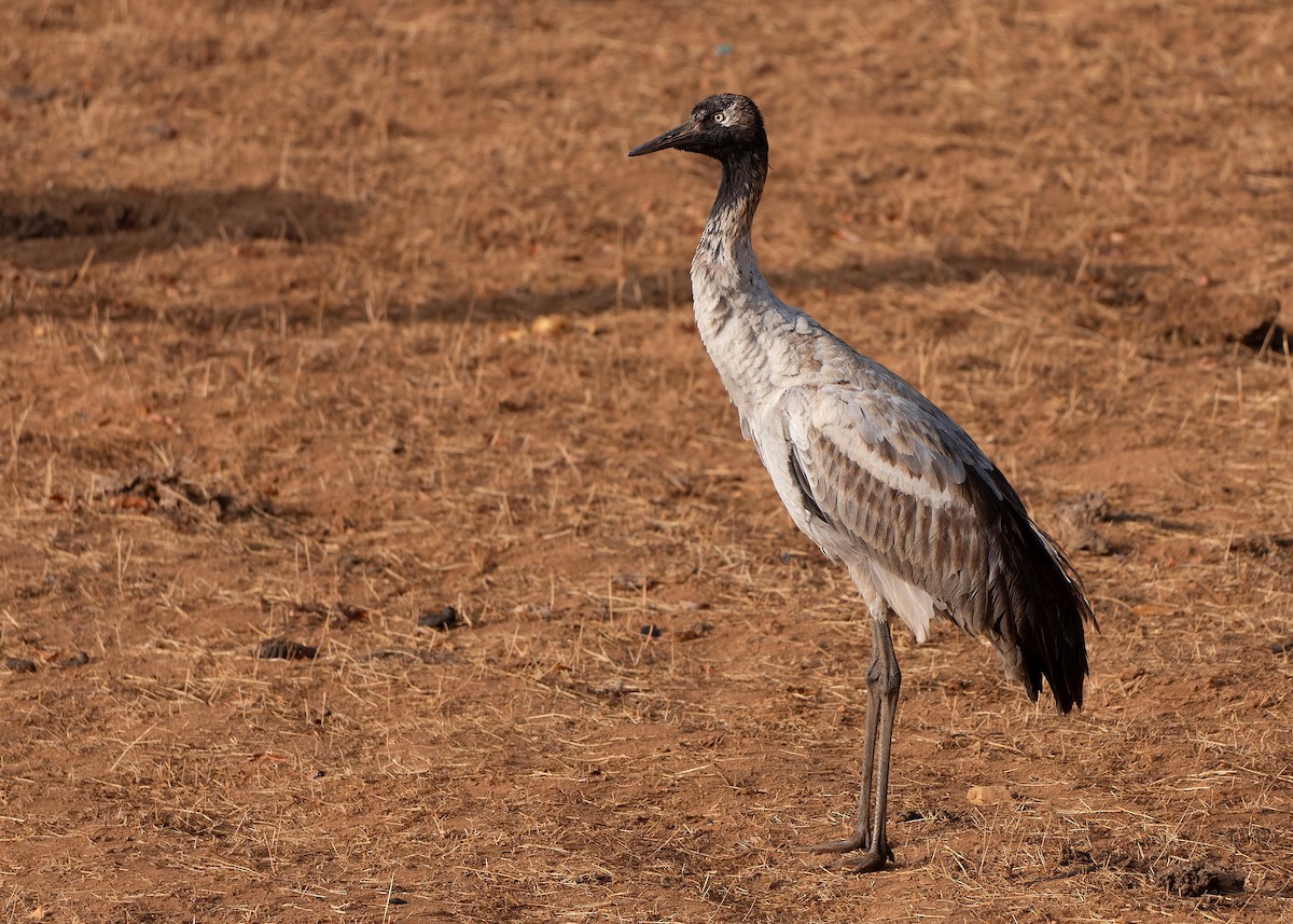 Black-necked Crane - ML624180643