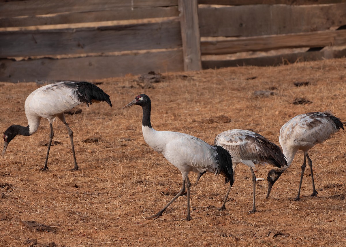 Black-necked Crane - ML624180644