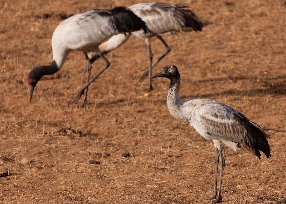 Black-necked Crane - ML624180645