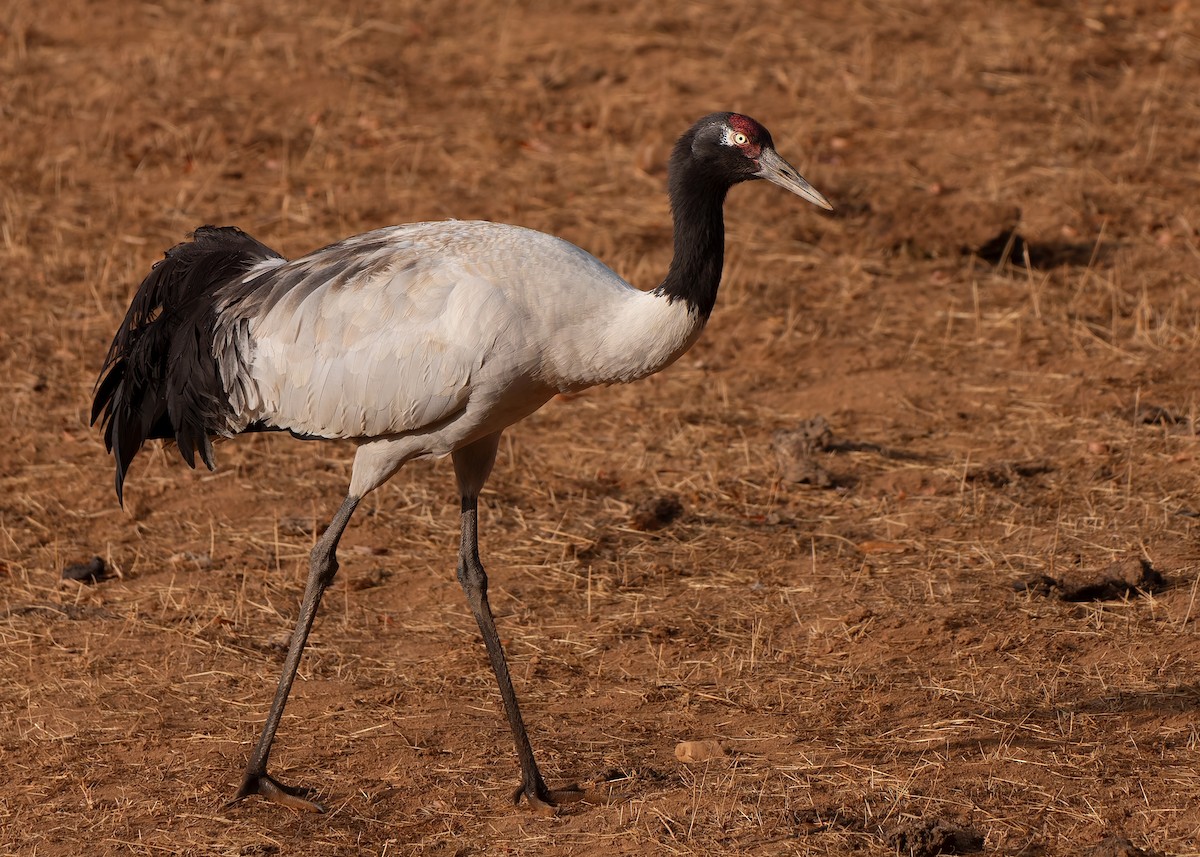 Black-necked Crane - ML624180646