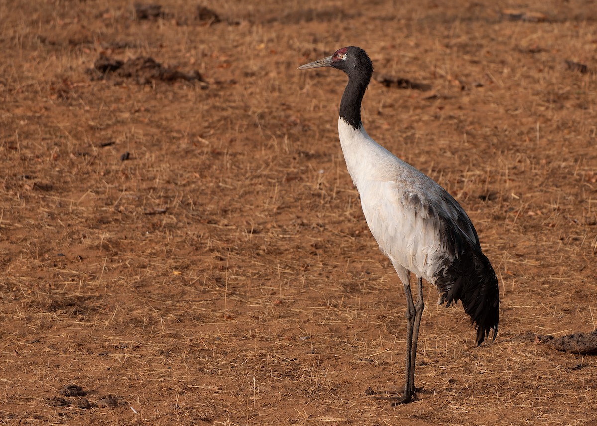 Black-necked Crane - ML624180649