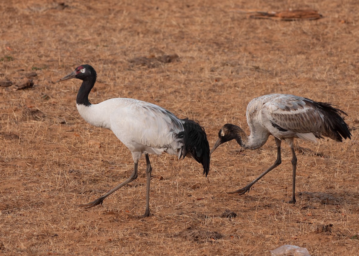 Black-necked Crane - ML624180650