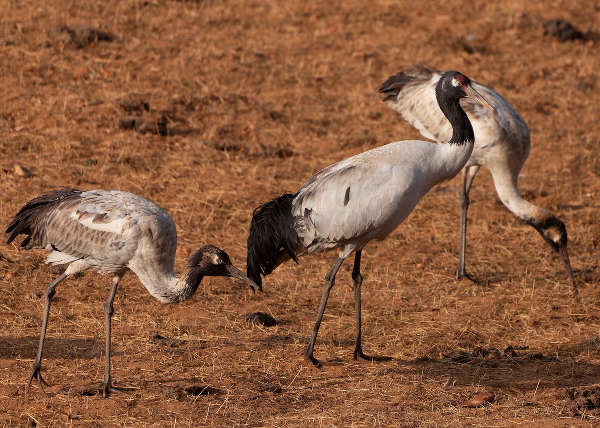 Black-necked Crane - ML624180652