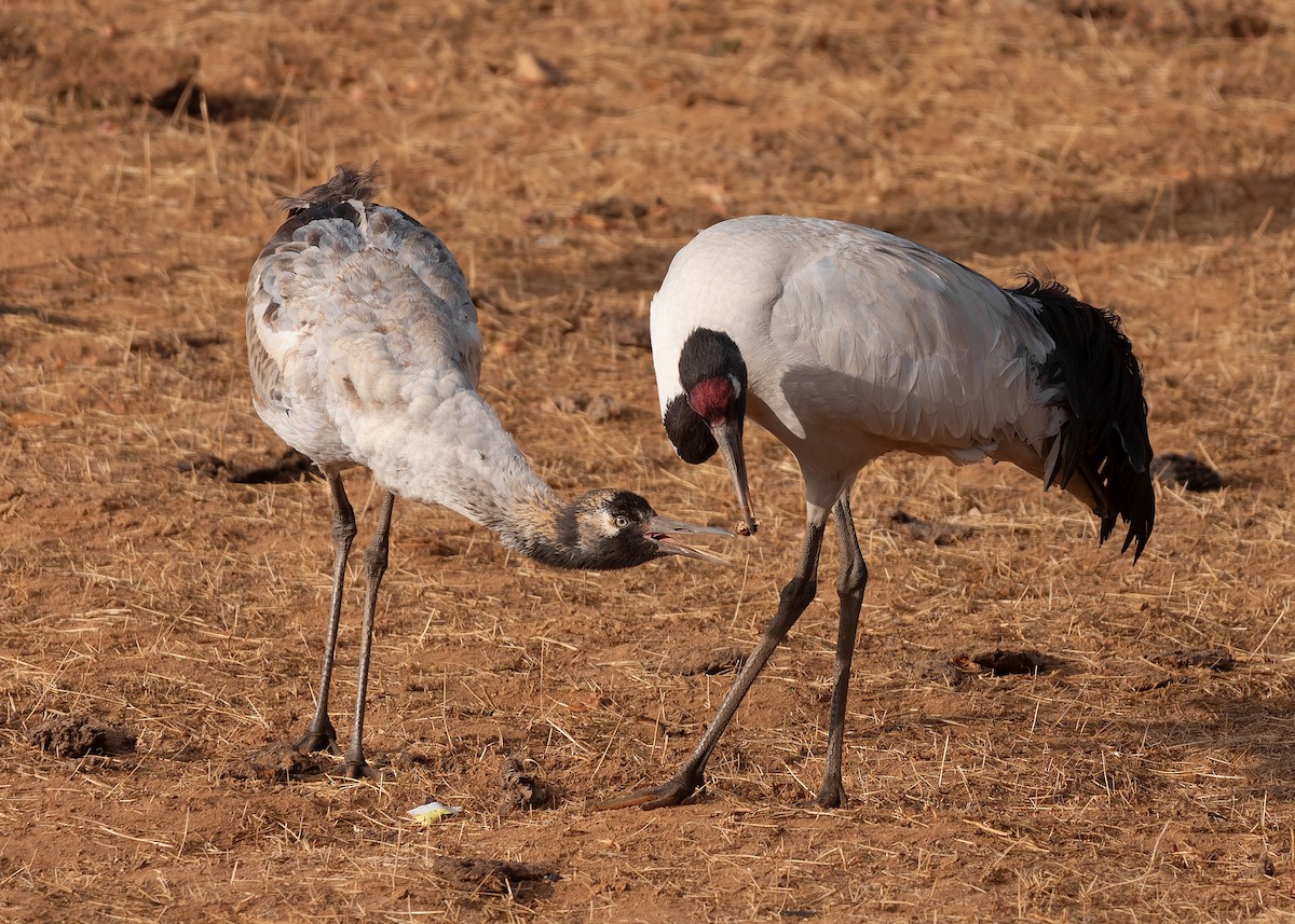 Black-necked Crane - Ayuwat Jearwattanakanok