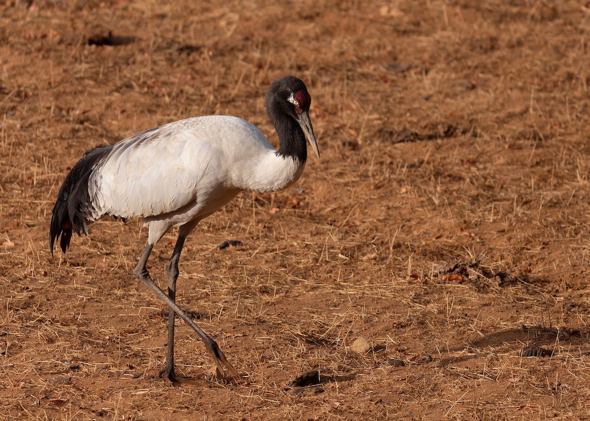 Black-necked Crane - ML624180654