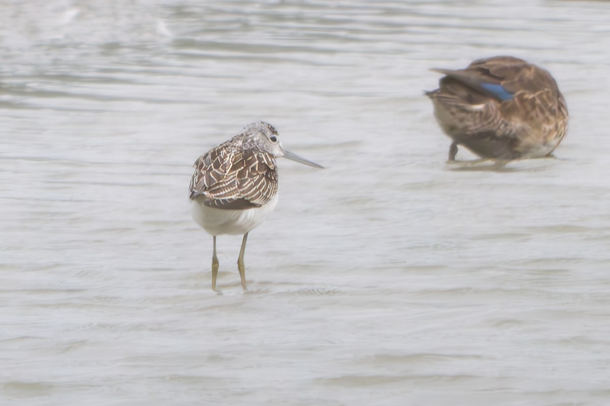 Common Greenshank - ML624180671