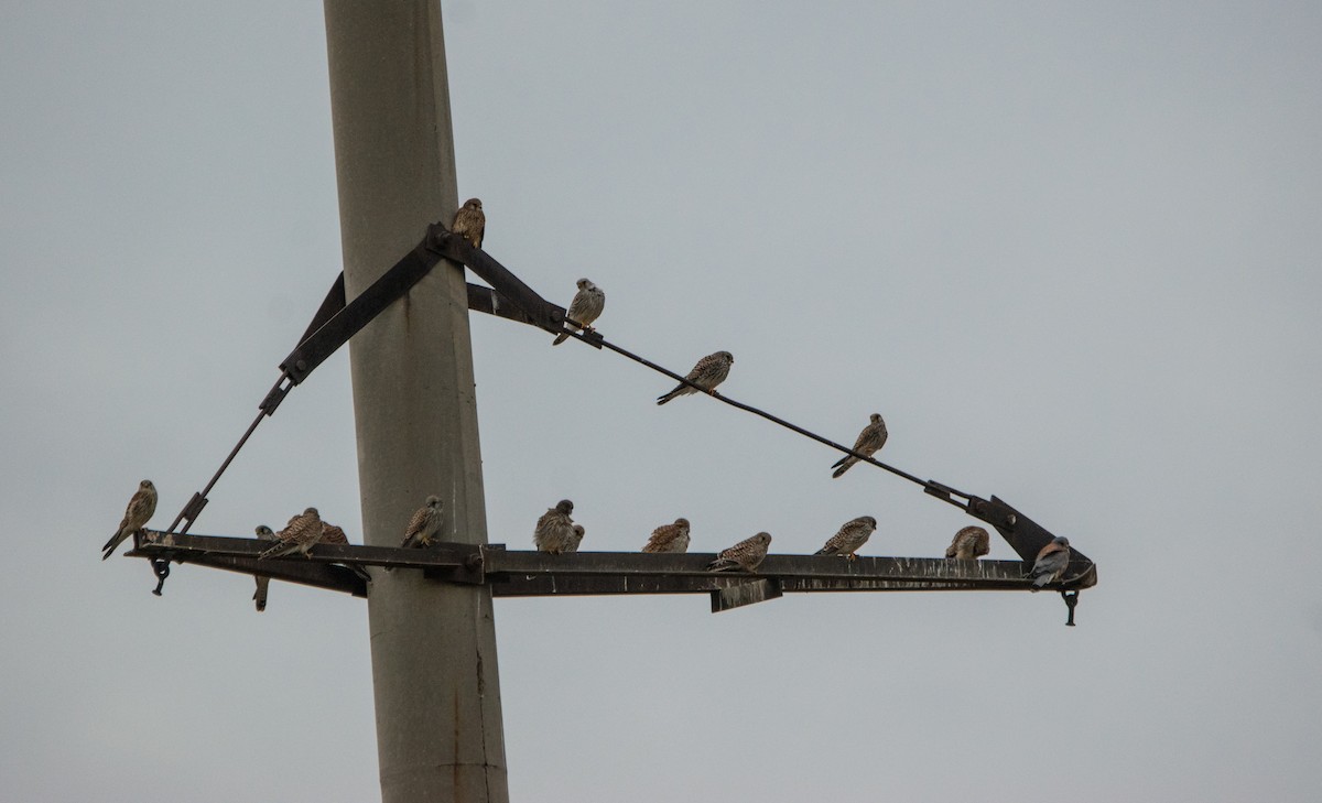 Lesser Kestrel - ML624180676