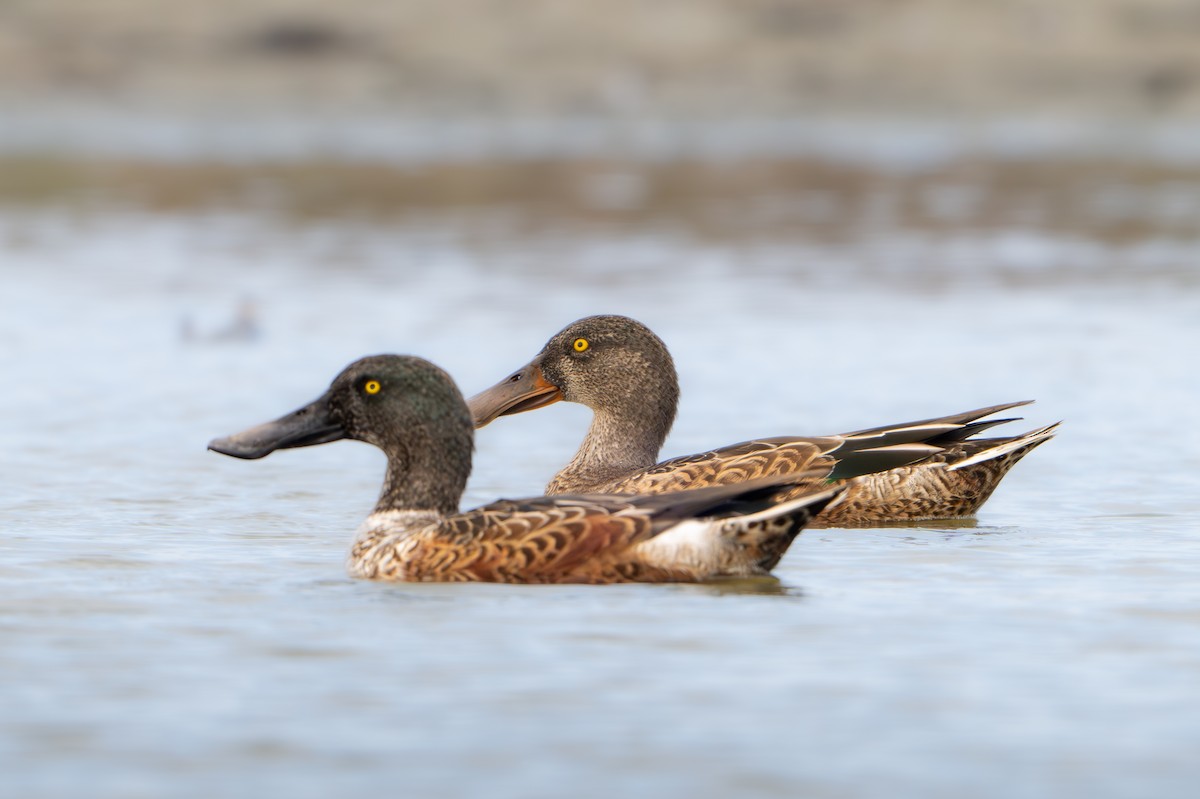 Northern Shoveler - ML624180687