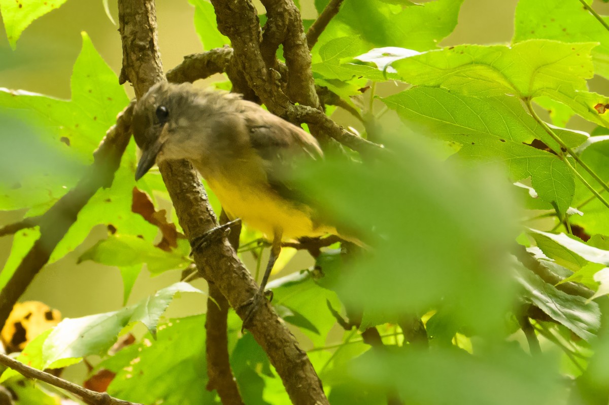 Great Crested Flycatcher - ML624180700