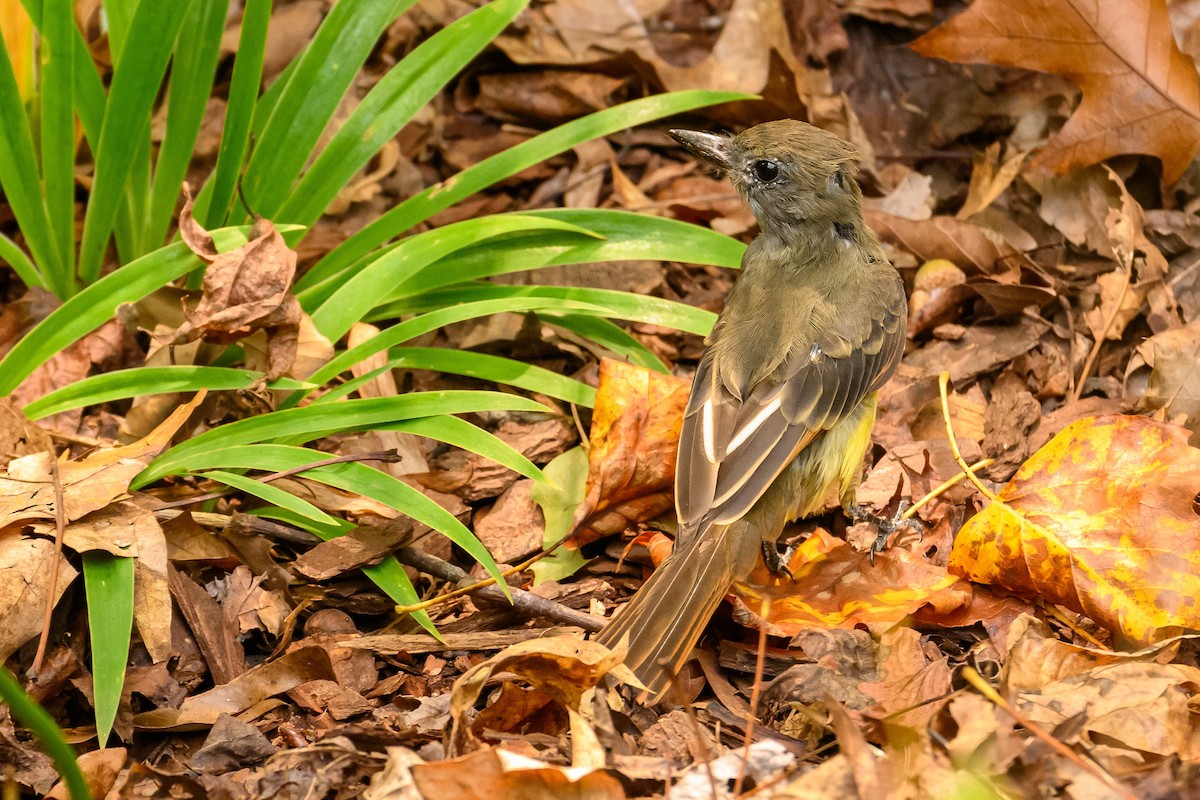 Great Crested Flycatcher - ML624180701