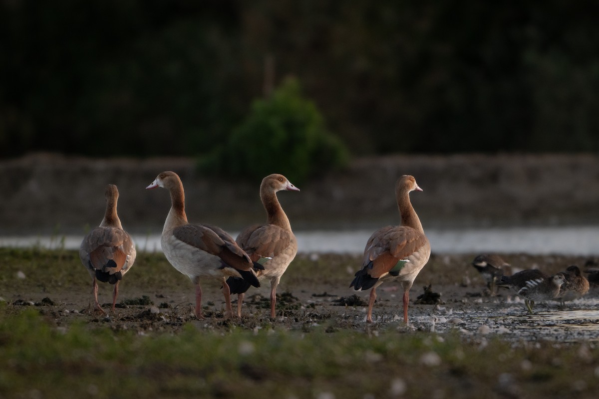 Egyptian Goose - Guido Van den Troost