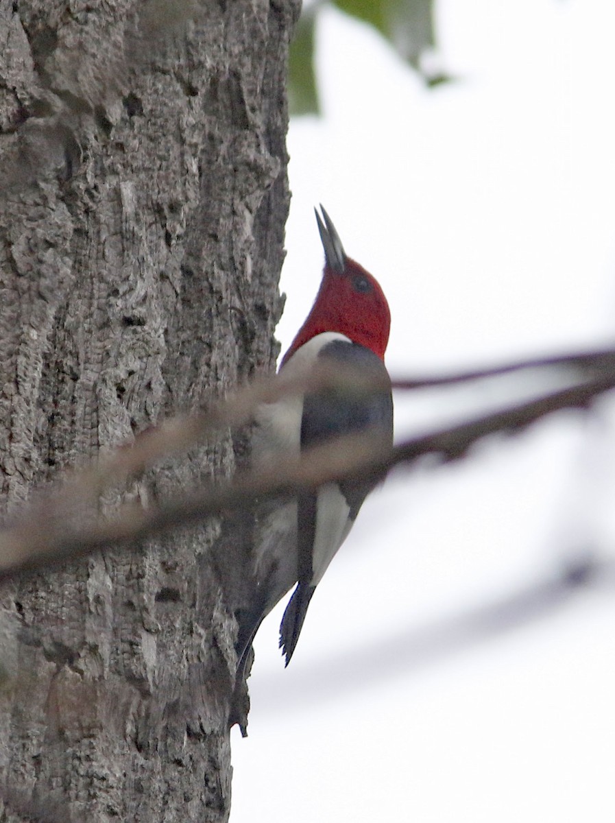 Red-headed Woodpecker - ML624180703