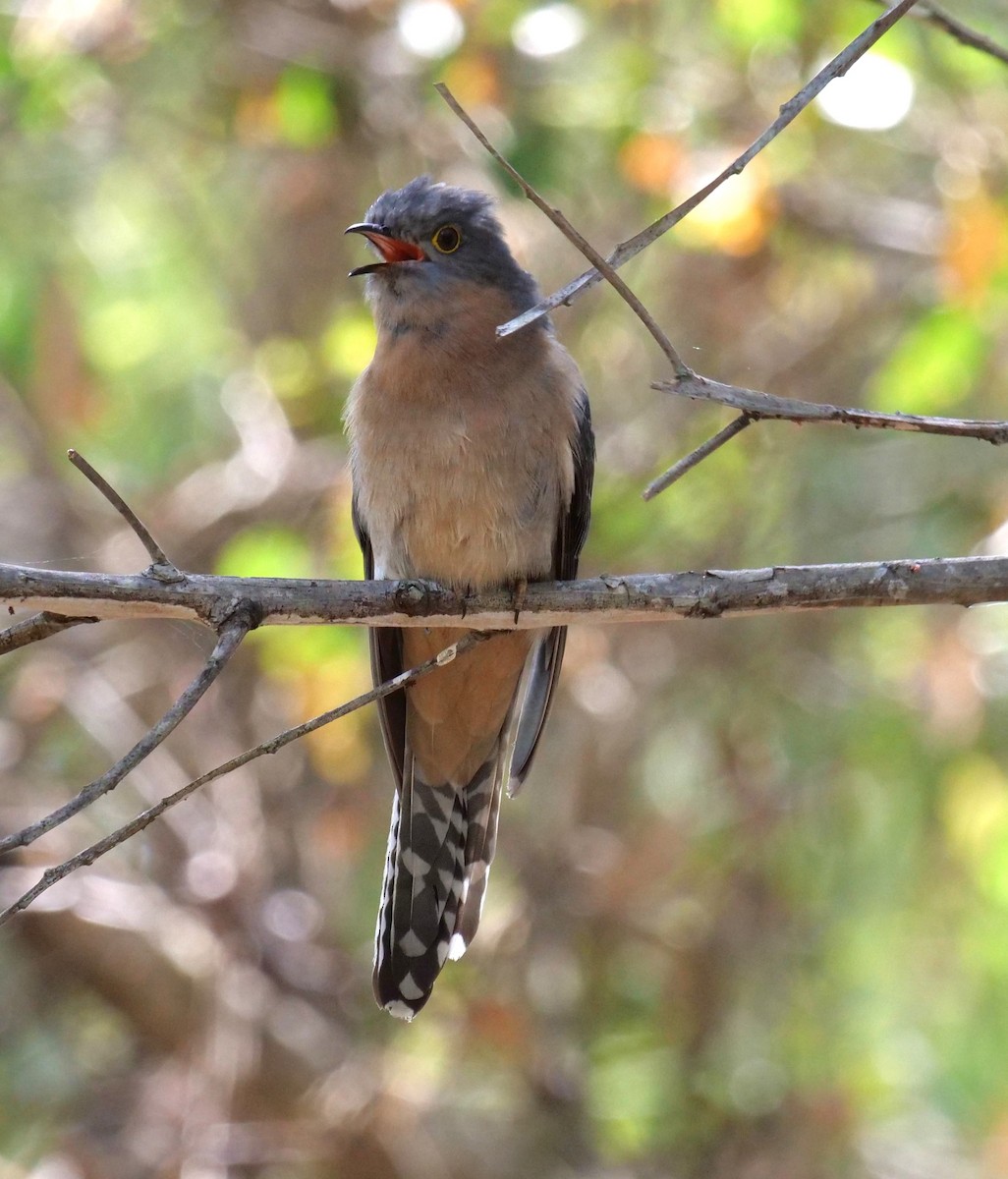 Fan-tailed Cuckoo - ML624180704