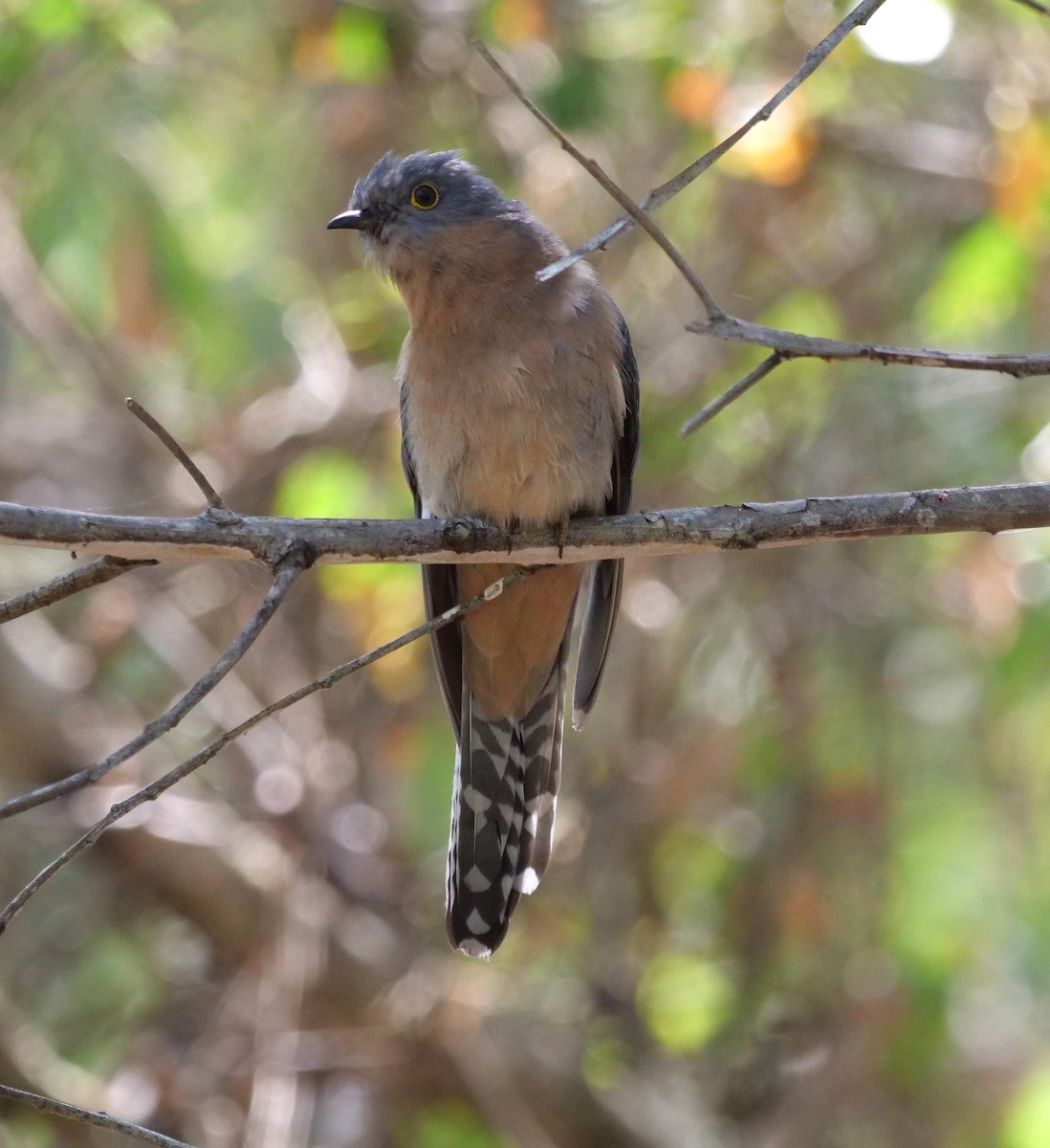 Fan-tailed Cuckoo - ML624180705