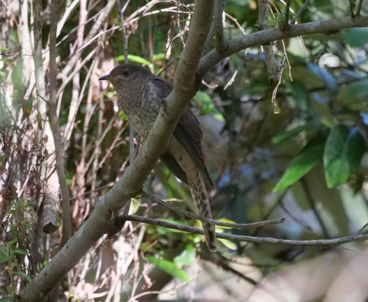 Fan-tailed Cuckoo - ML624180706