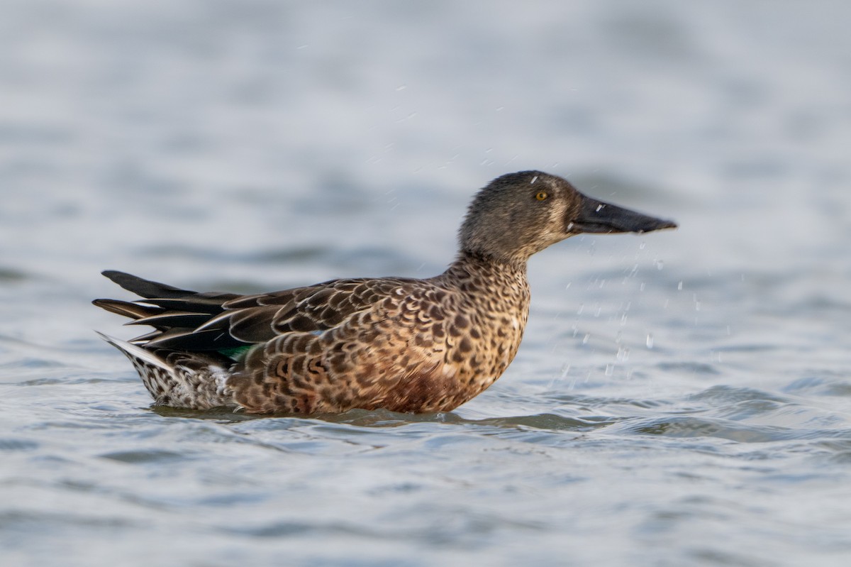 Northern Shoveler - Guido Van den Troost