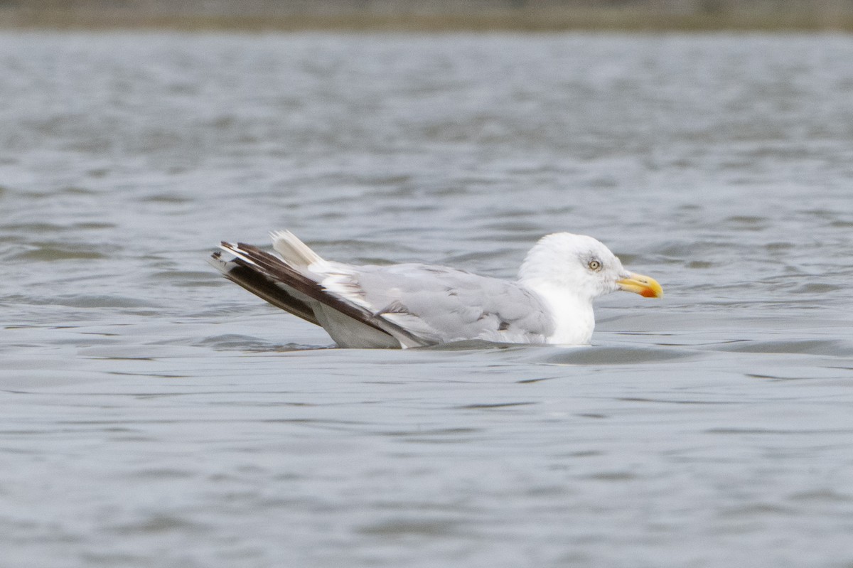 Herring Gull - ML624180734