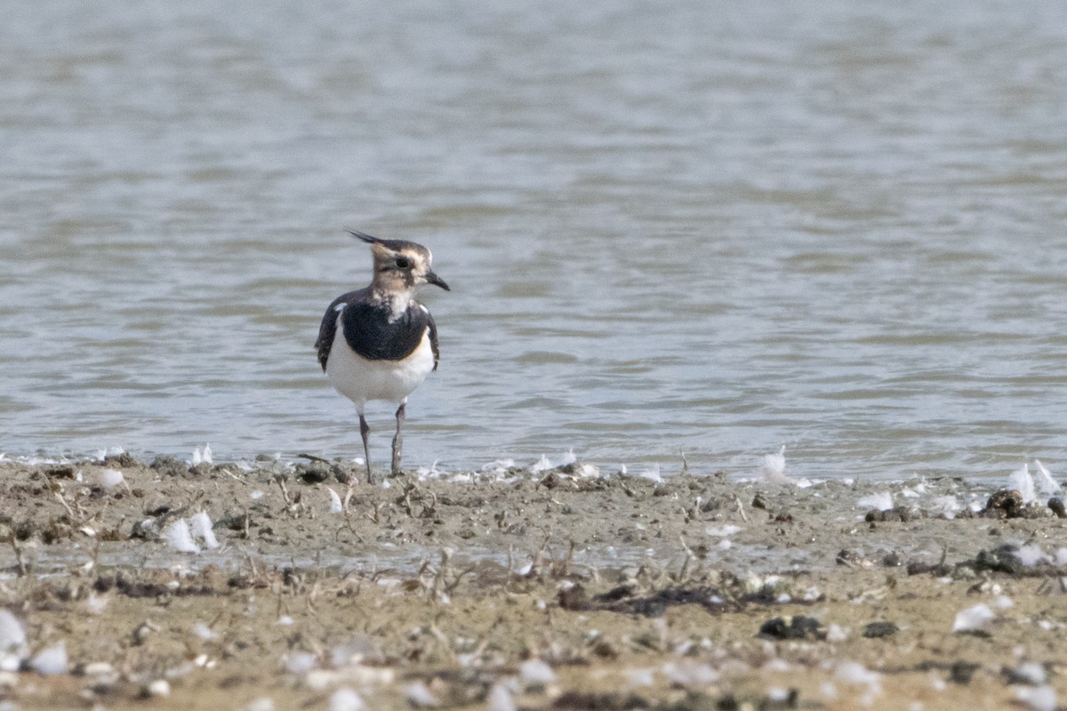 Northern Lapwing - ML624180744