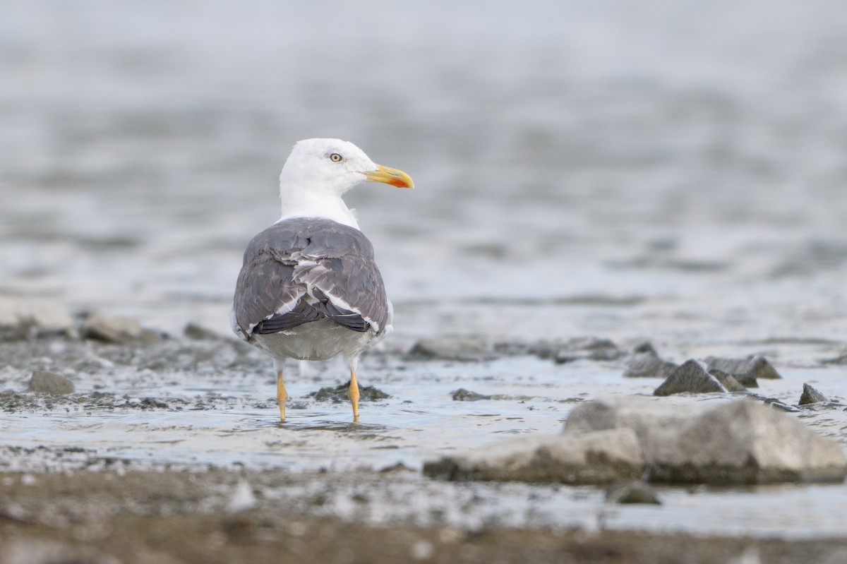 Lesser Black-backed Gull - ML624180758