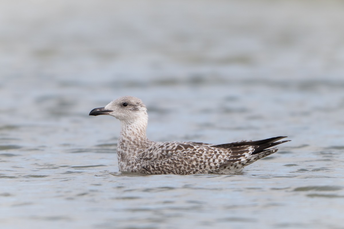 Herring Gull - ML624180763