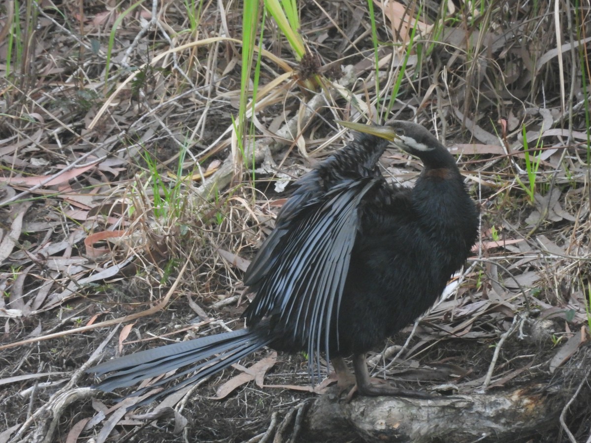 anhinga australská - ML624180765