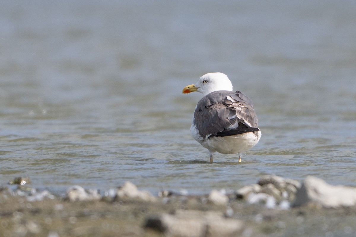 Lesser Black-backed Gull - ML624180767