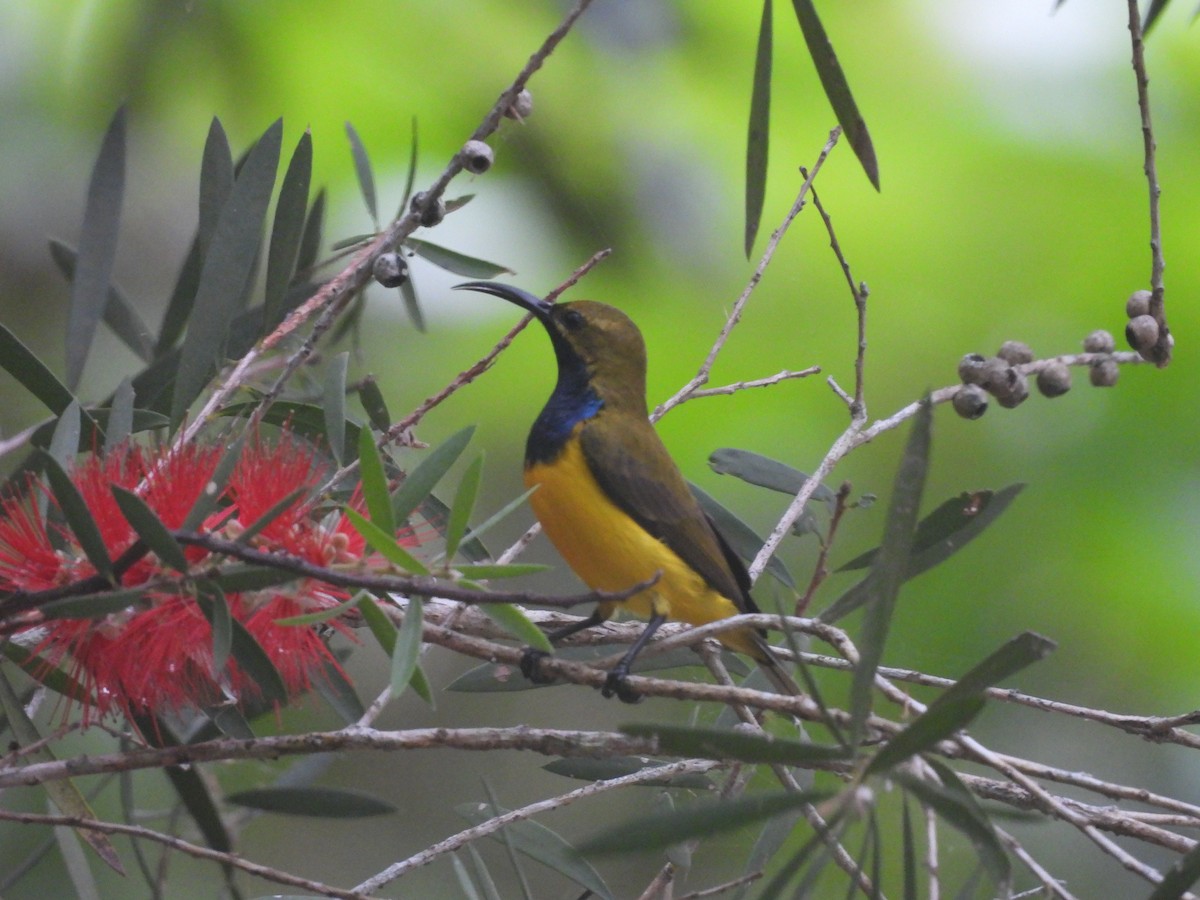 Sahul Sunbird - ML624180775