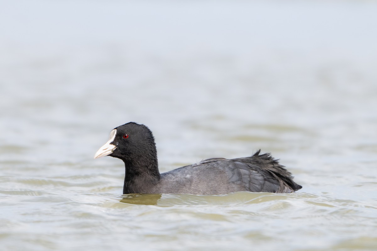 Eurasian Coot - ML624180777