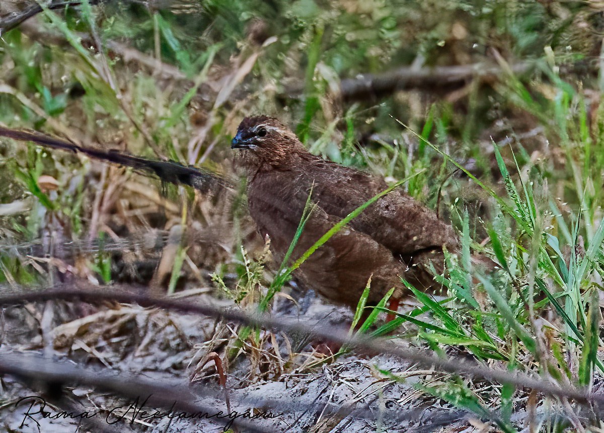 Rock Bush-Quail - ML624180783