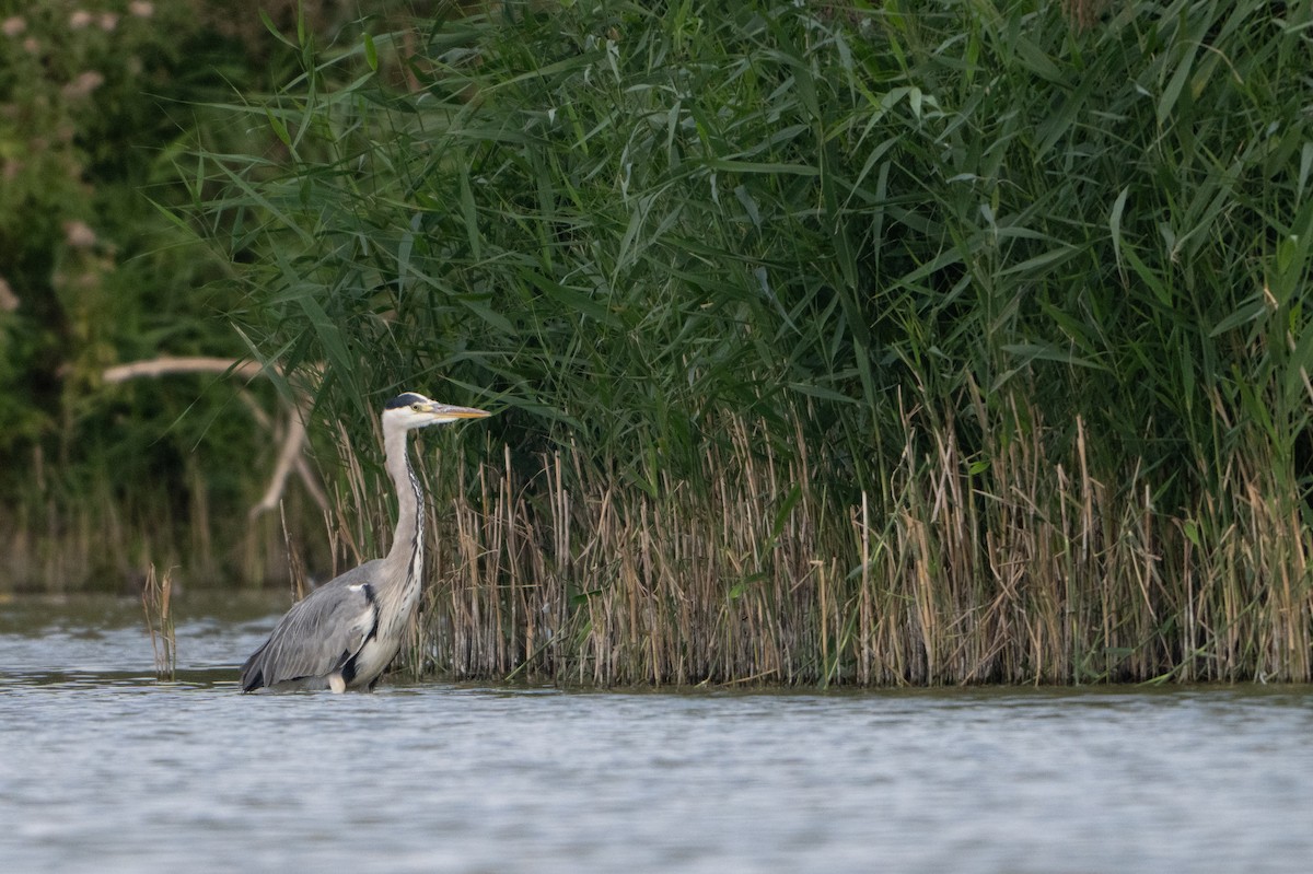 Gray Heron - ML624180786