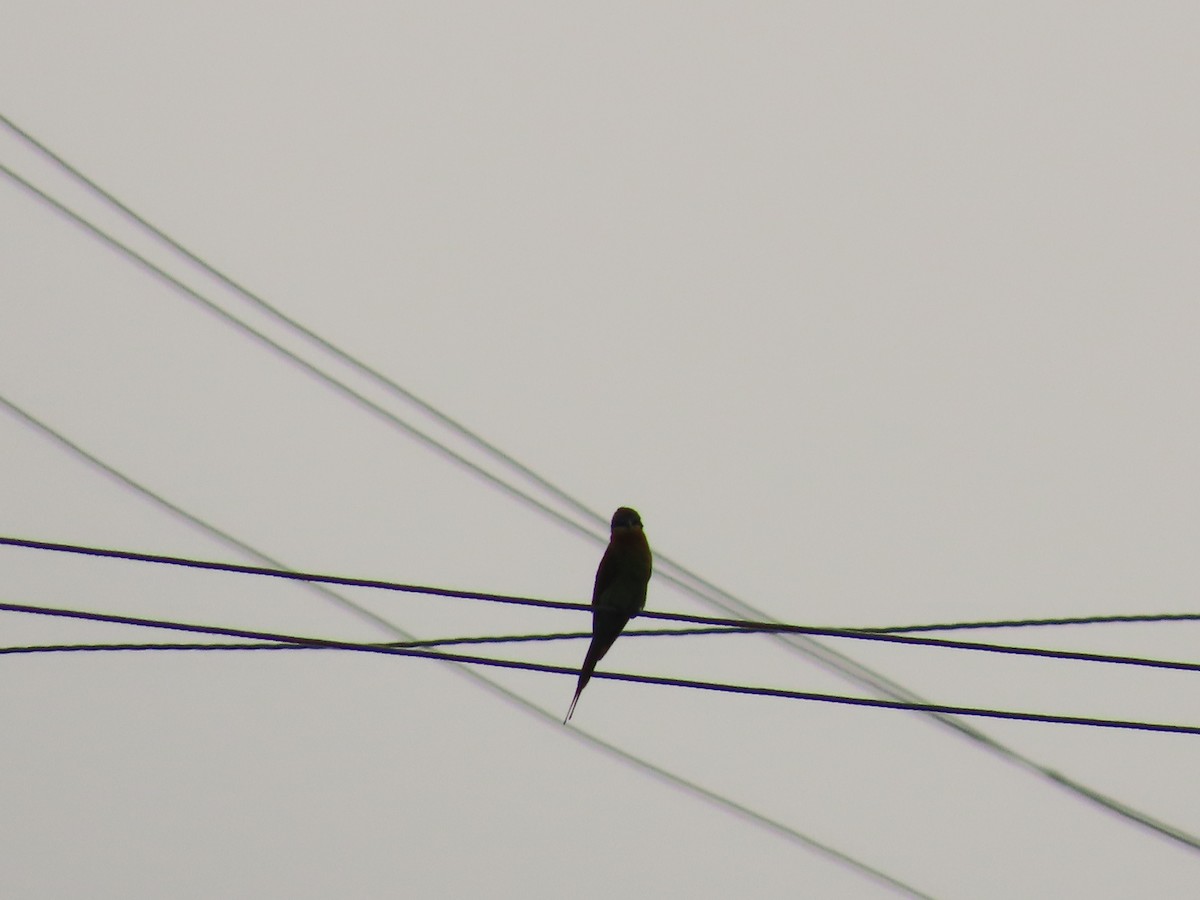 Blue-tailed Bee-eater - ML624180851