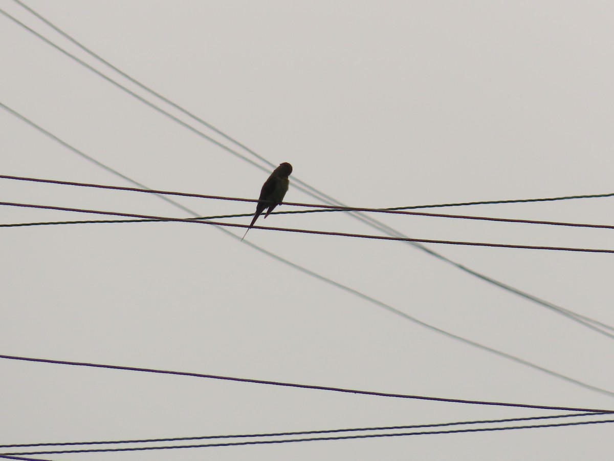 Blue-tailed Bee-eater - ML624180852