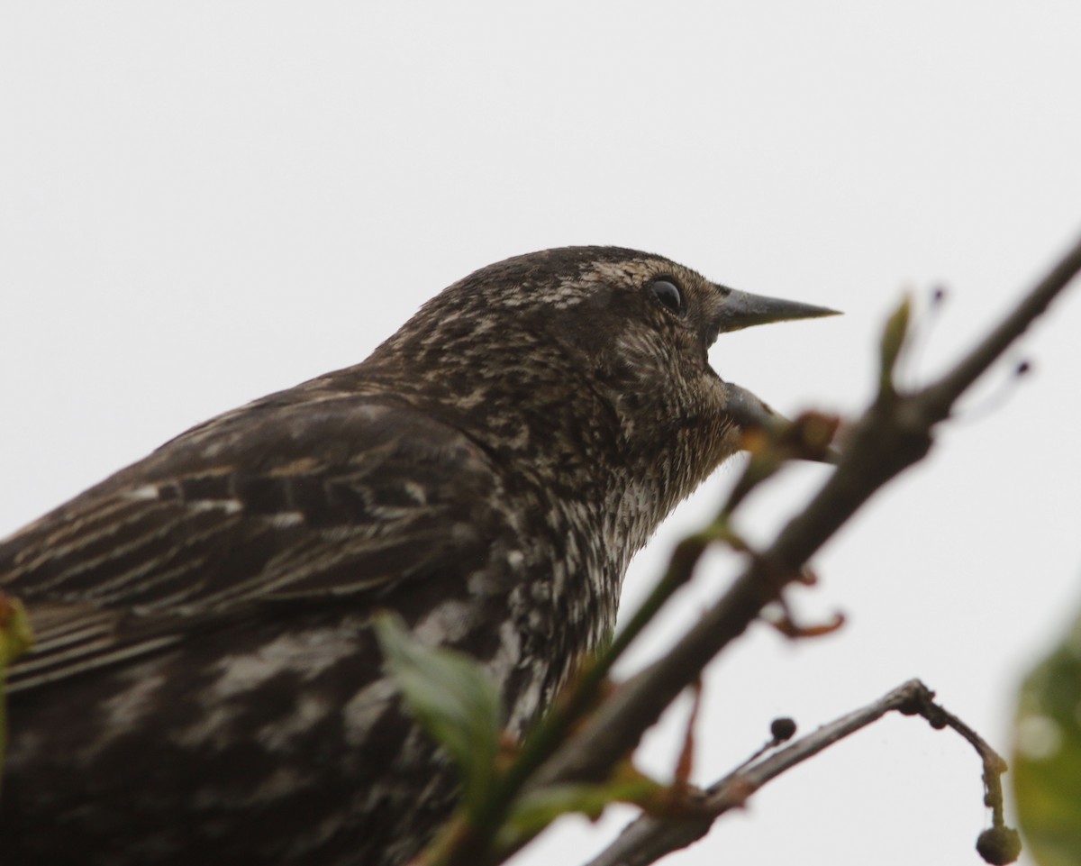 Red-winged Blackbird - ML624180860