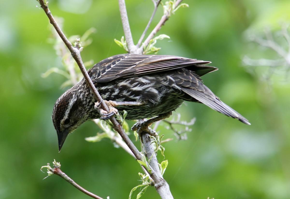 Red-winged Blackbird - ML624180861