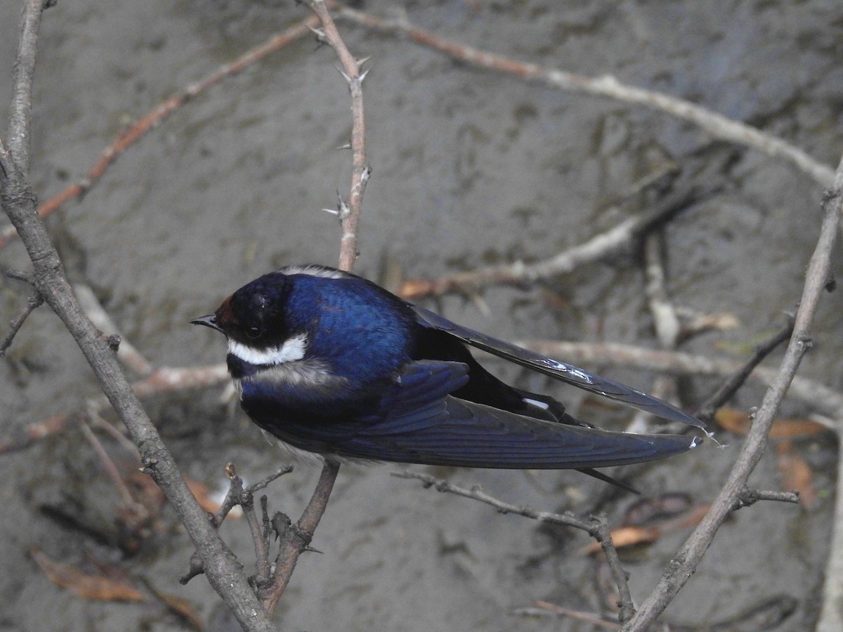 White-throated Swallow - ML624180865