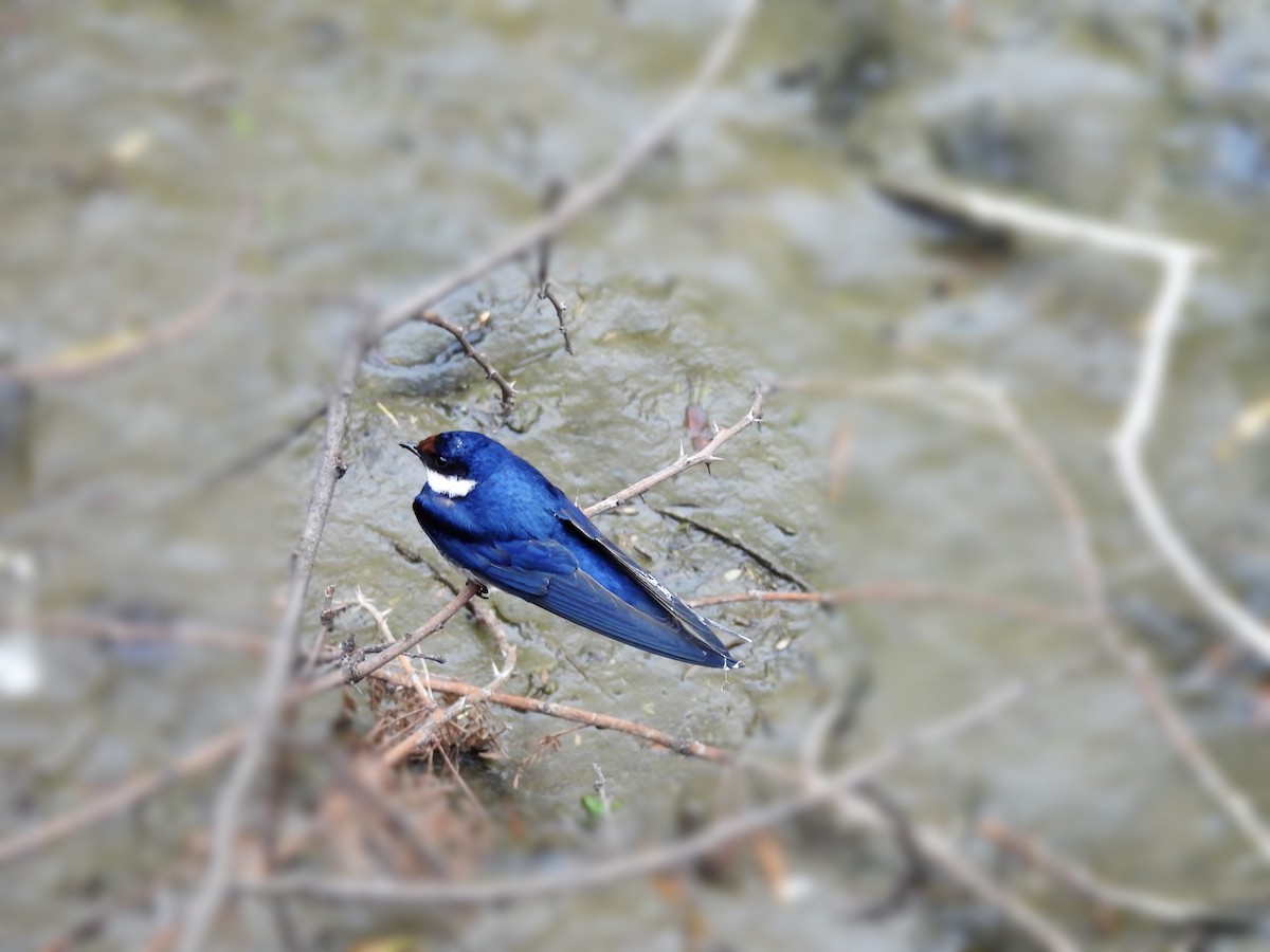 White-throated Swallow - ML624180866