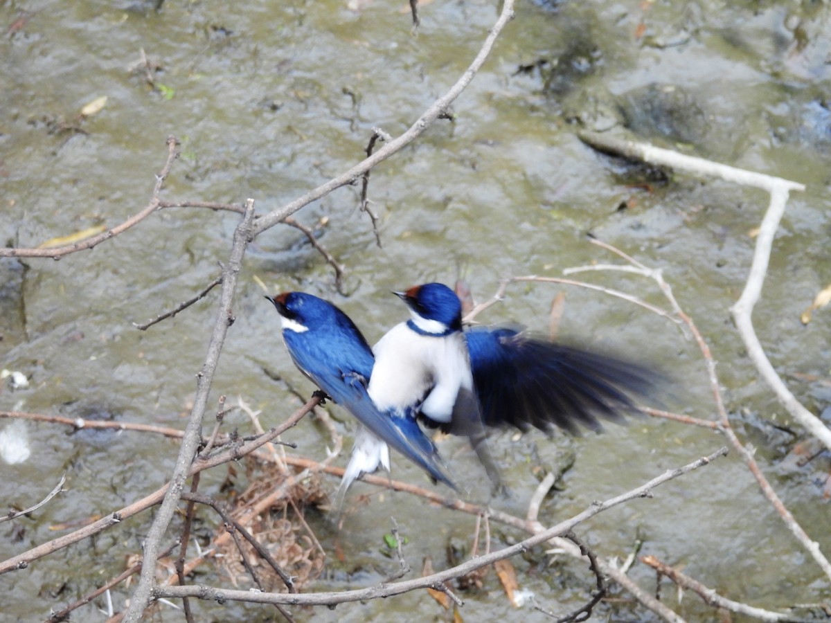 White-throated Swallow - ML624180867