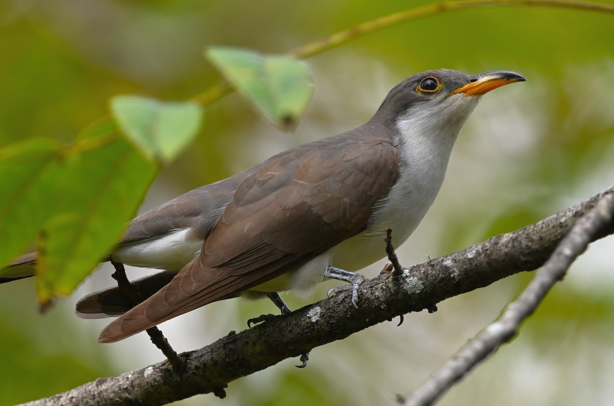 Yellow-billed Cuckoo - ML624180875