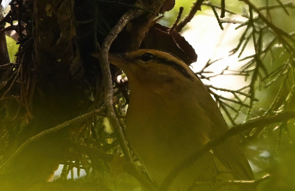 Worm-eating Warbler - ML624180876