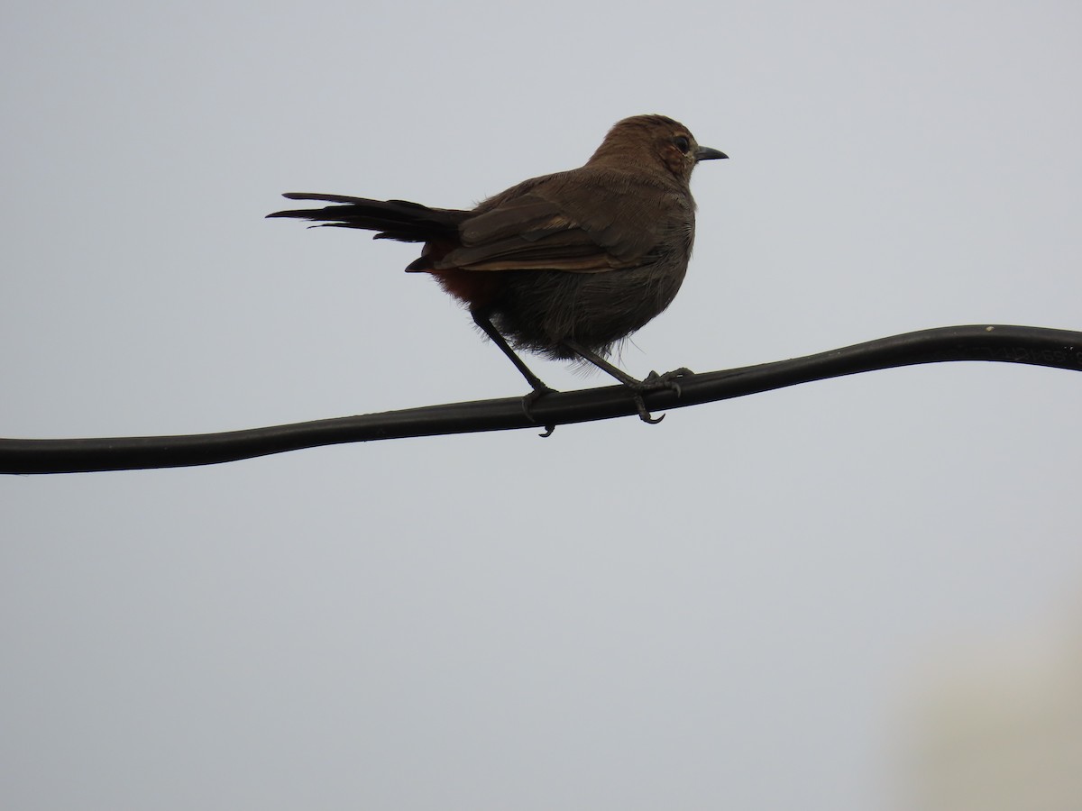 Indian Robin - ML624180877