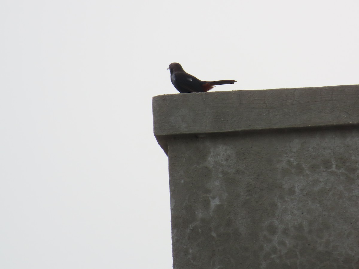 Indian Robin - Shilpa Gadgil