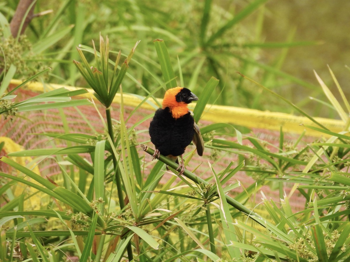 Southern Red Bishop - Usha Tatini