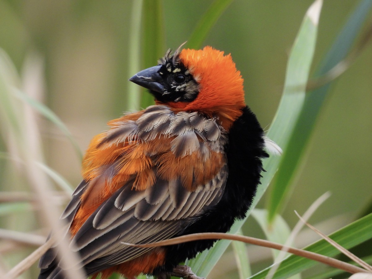 Southern Red Bishop - ML624180891