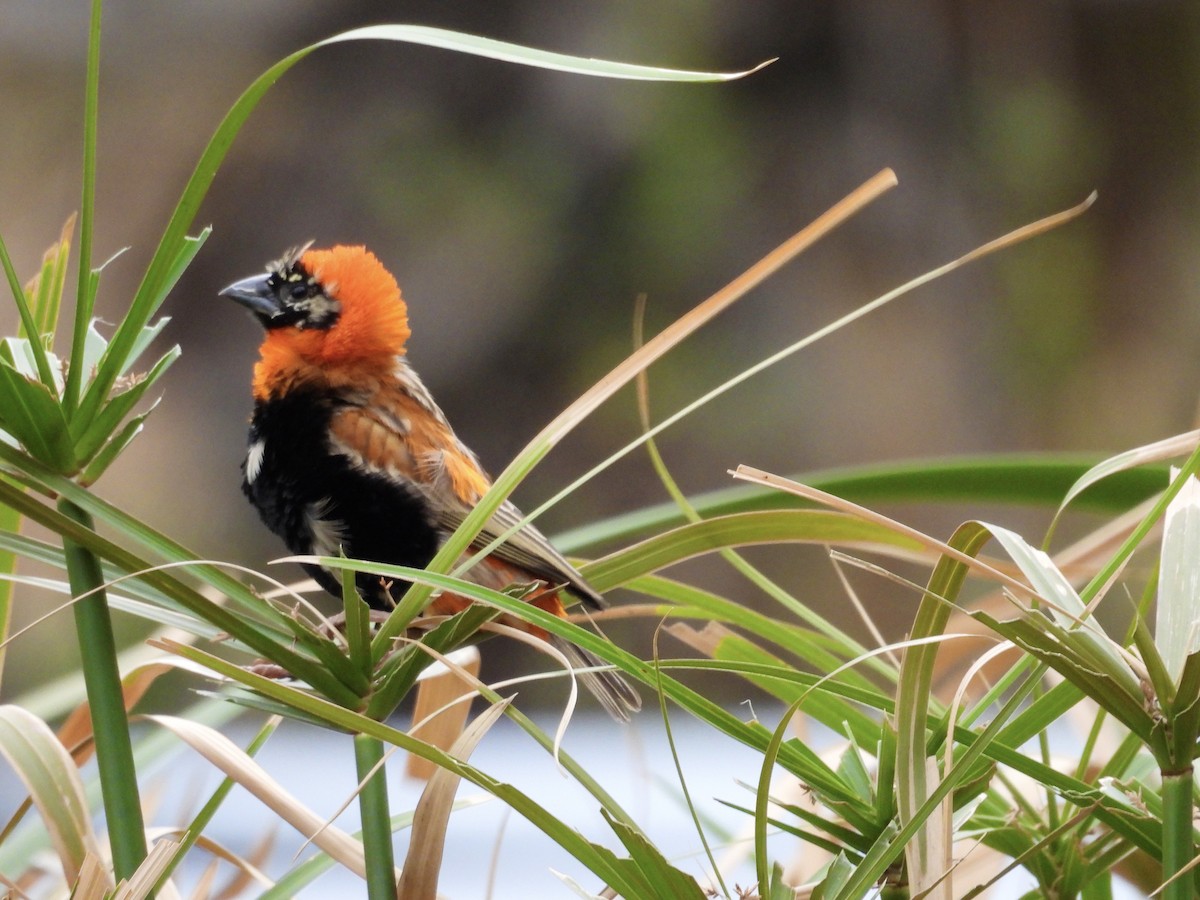 Southern Red Bishop - ML624180892