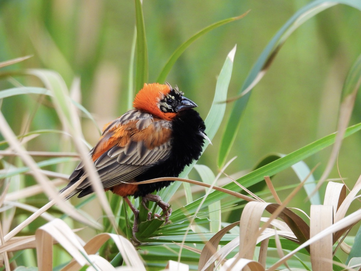 Southern Red Bishop - ML624180893